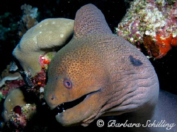 A very curious and photogenic Moray, don't you think? Tak... by Barbara Schilling 